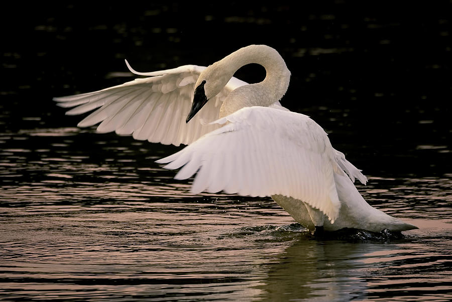 Trumpeter Swan  Photograph by Vicki Stansbury