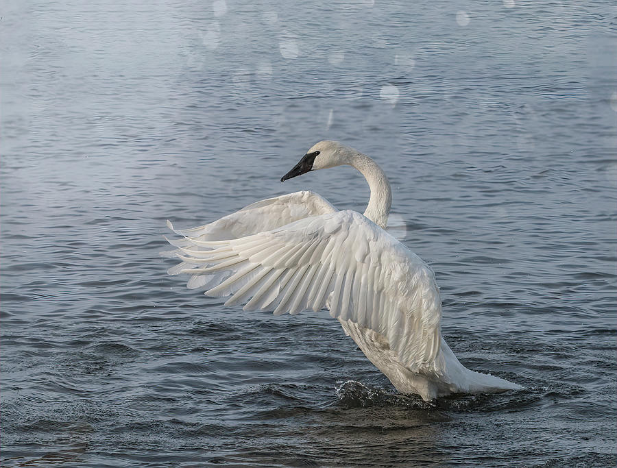 Trumpeter Swan Wing Photograph by Patti Deters