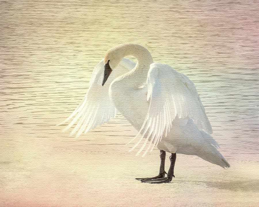 Trumpeter Swan Wings with Pastel Overlay Photograph by Patti Deters
