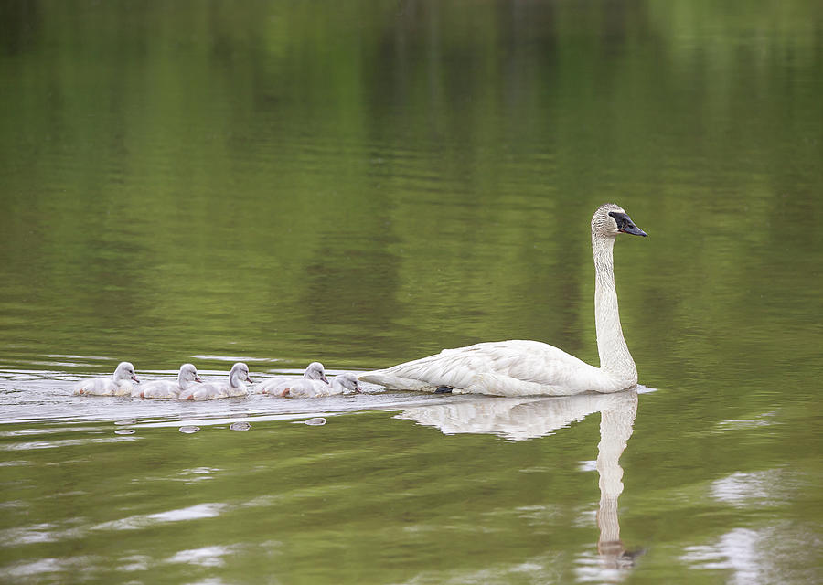 Trumpeter Swan With cygnets Photograph by Dale Kincaid