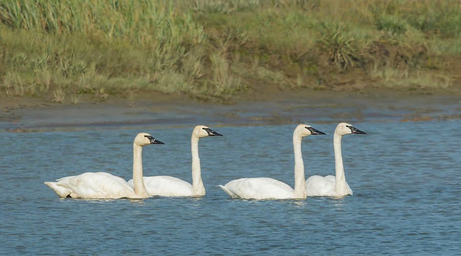 Swan Photograph - Trumpeter Swans #2 by Ken Weber