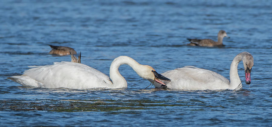 Trumpeter Swans 8027-120920-2 Photograph by Tam Ryan