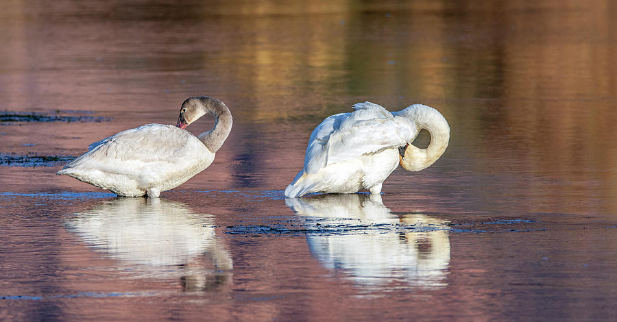 Trumpeter Swans 8343-121120-2 Photograph by Tam Ryan