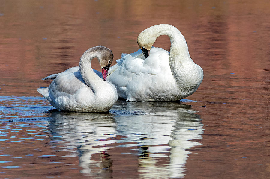 Trumpeter Swans 8998-121120-2 Photograph by Tam Ryan