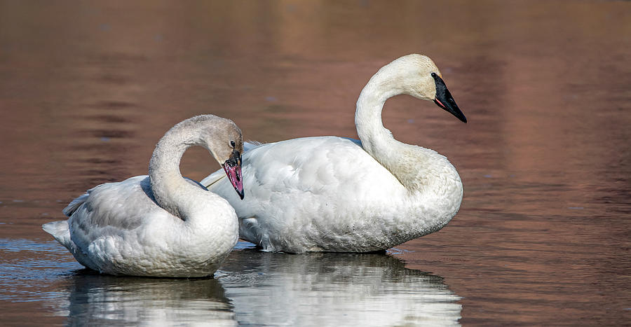 Trumpeter Swans 8999-121120-2 Photograph by Tam Ryan