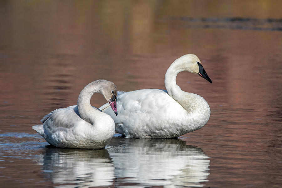 Trumpeter Swans 8999-121120 Photograph by Tam Ryan