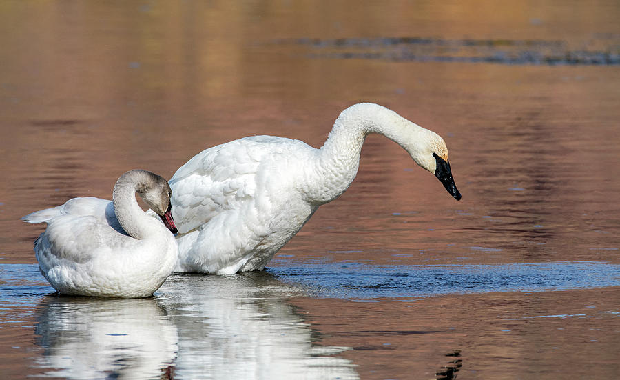 Trumpeter Swans 9007-121120-2 Photograph by Tam Ryan