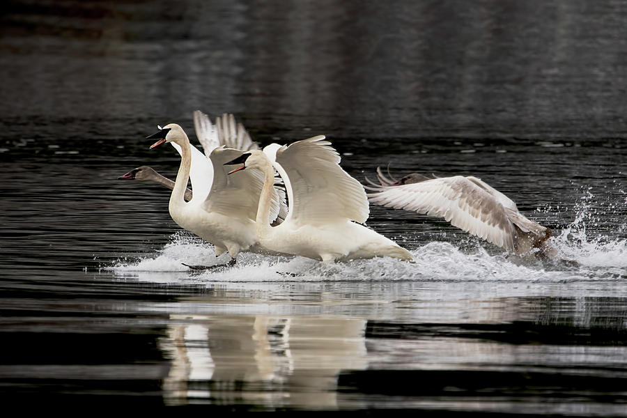 Trumpeter Swans - A Graceful Landing Photograph by Peggy Collins