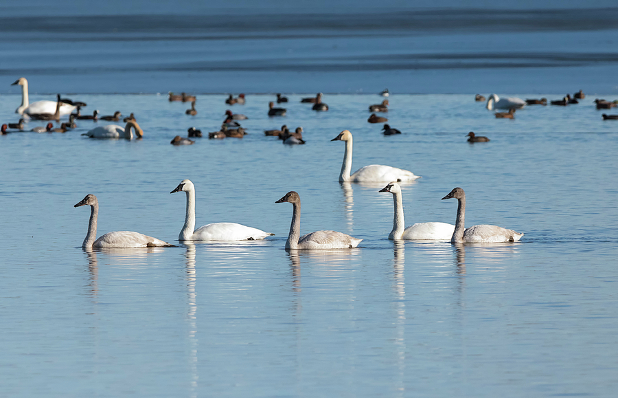 Trumpeter Swans All in a Row Photograph by Loree Johnson