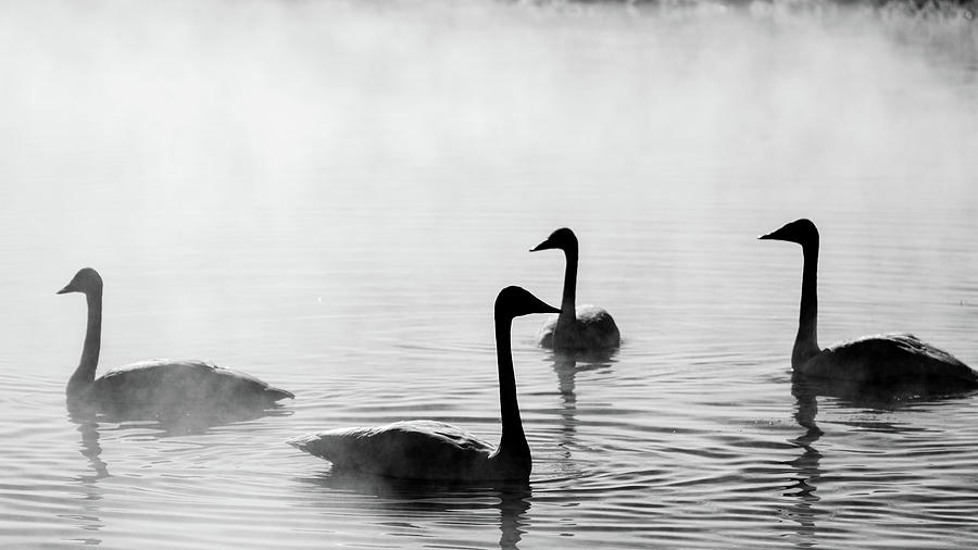 Trumpeter Swans at Kelly Warm Spring Photograph by Douglas Wielfaert