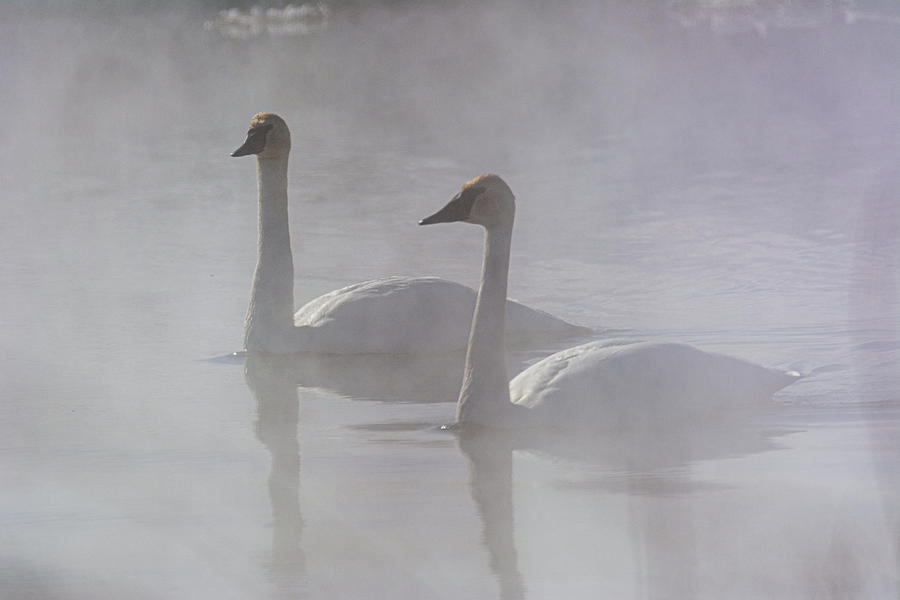 Trumpeter Swans at Kelly Warm Spring V Photograph by Douglas Wielfaert