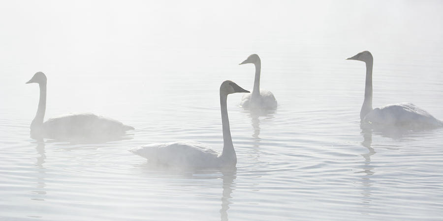Trumpeter Swans At Kelly Warm Spring VI Photograph by Douglas Wielfaert