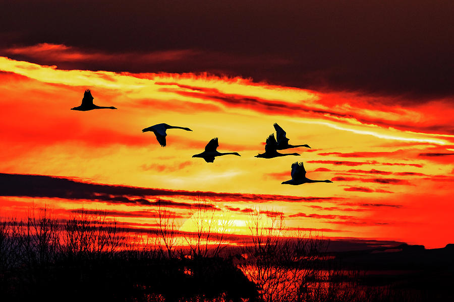 Trumpeter Swans at Sunset Photograph by Harold Rau