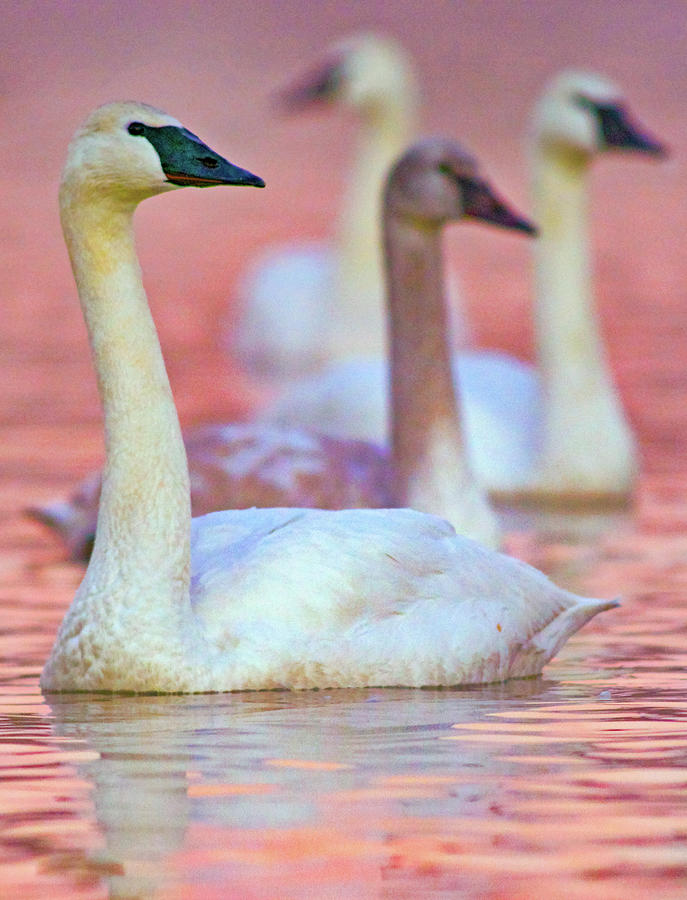 Swan Photograph - Trumpeter Swans at Twilight, Arkansas II by Tim Fitzharris