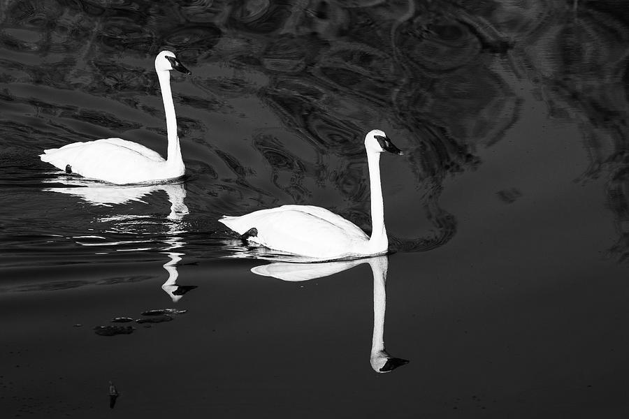Trumpeter Swans Black and White Photograph by Gary Hall