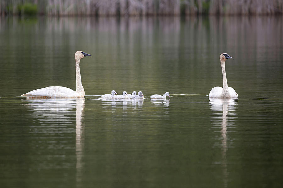 Trumpeter Swans Family Photograph by Dale Kincaid