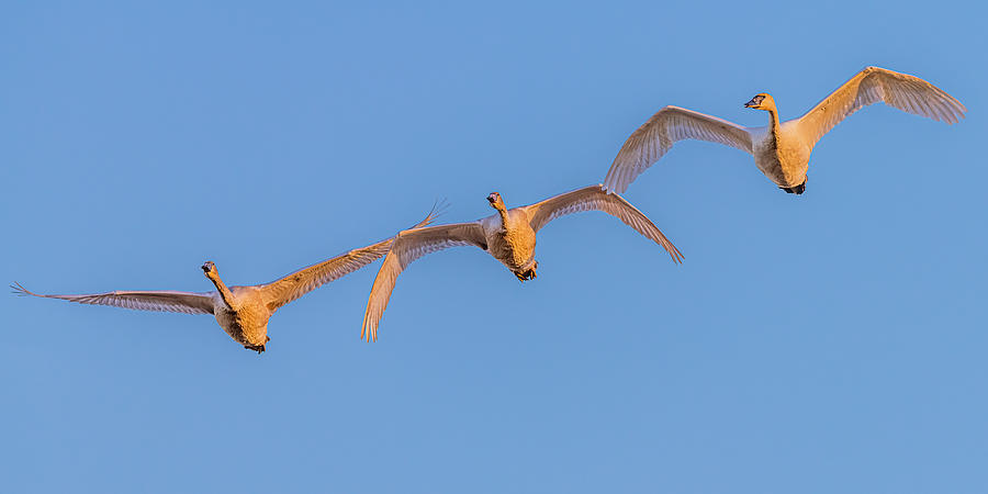 Bird Photograph - Trumpeter Swans Flying #13 by Morris Finkelstein