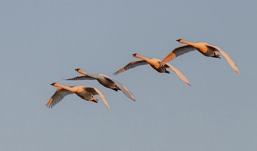 trumpeter swan flying