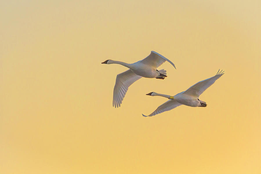 Trumpeter Swans Golden Flight Photograph by Patti Deters