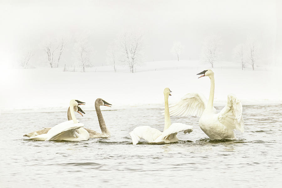 Trumpeter Swans Happy Family Photograph by Patti Deters