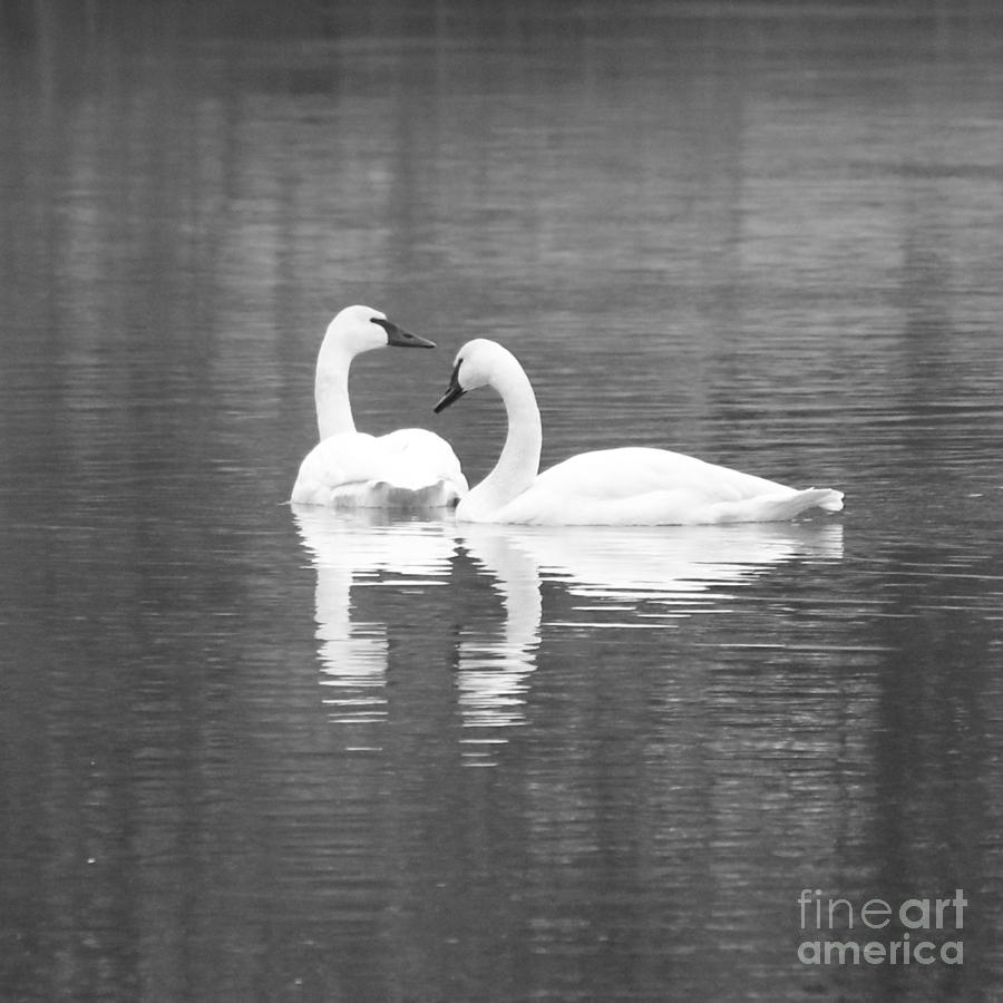 Trumpeter Swans in Black and White Photograph by Carol Groenen