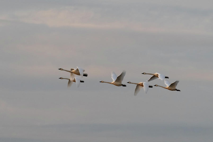 Trumpeter Swans in Flight Photograph by Catherine Avilez