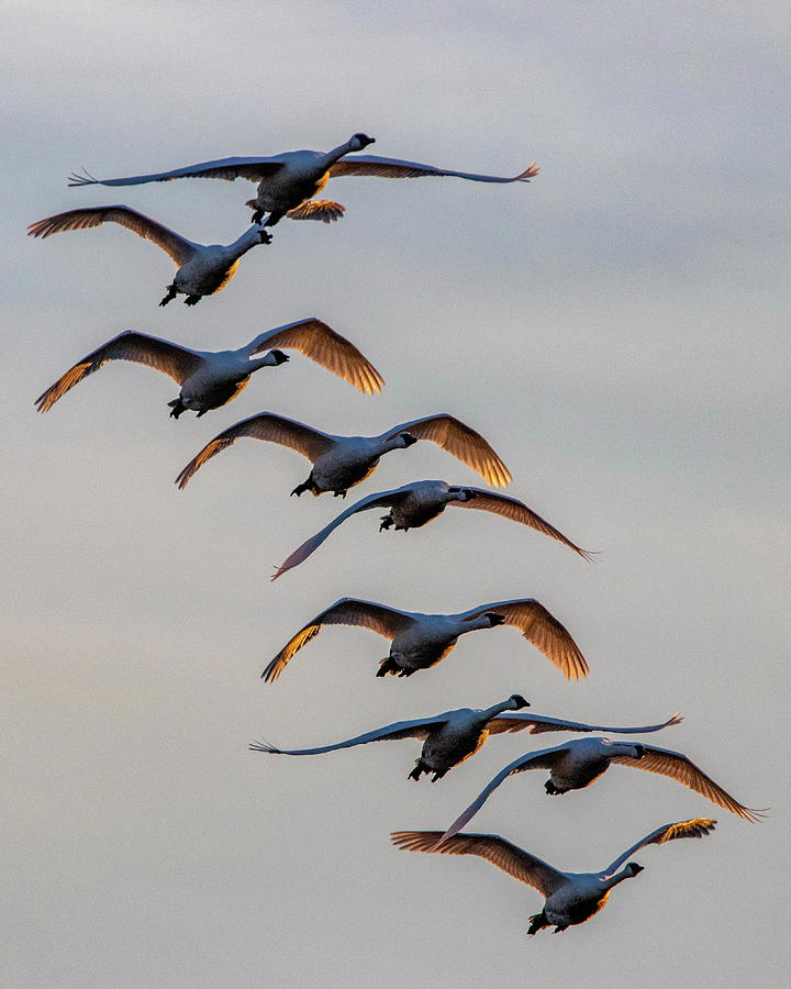 Trumpeter Swans in Flight Photograph by Harold Rau