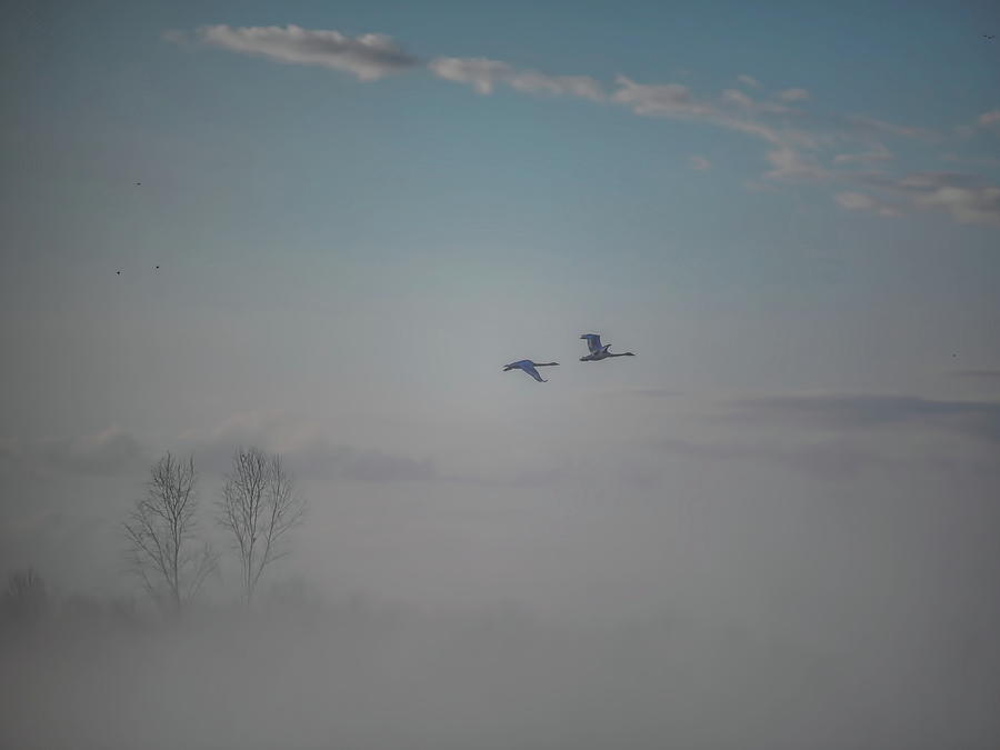 Trumpeter Swans In The Fog Photograph by Dale Kauzlaric