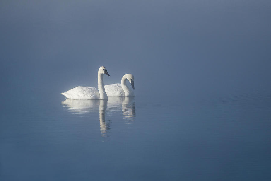 Trumpeter Swans in the Mist Photograph by Linda Villers