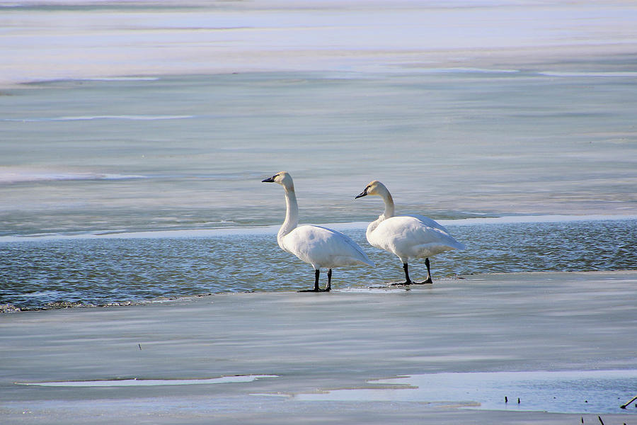 Trumpeter Swans In Winter Photograph by Linda Goodman