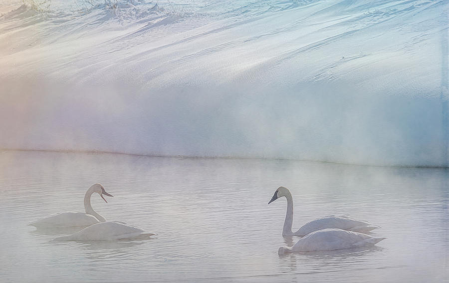 Trumpeter Swans in Winter Photograph by Marcy Wielfaert