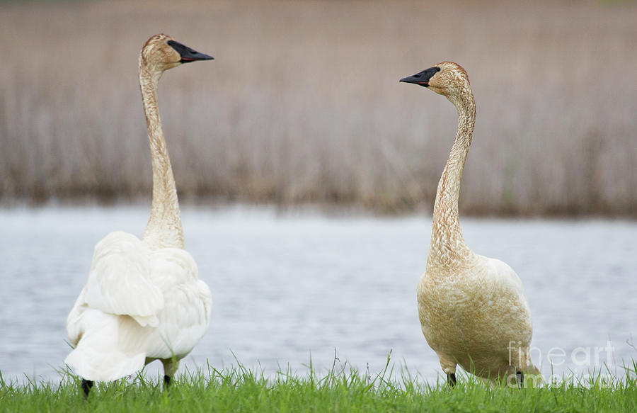 Trumpeter Swans Photograph by Jeannette Hunt