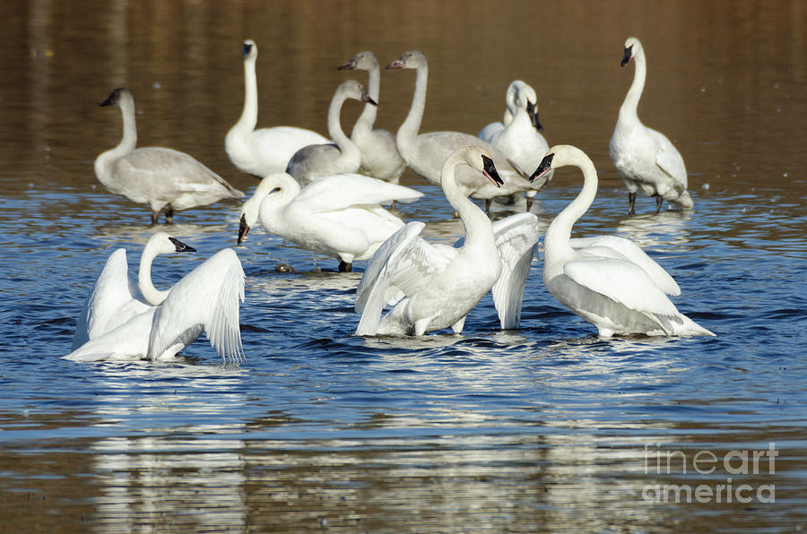 Trumpeter Swans Photograph by Kristine Anderson