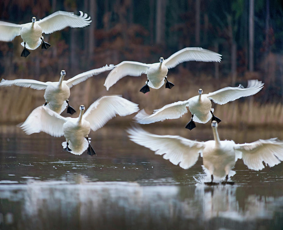 Swan Photograph - Trumpeter Swans Landing on Magness Lake, Arkansas I by Tim Fitzharris