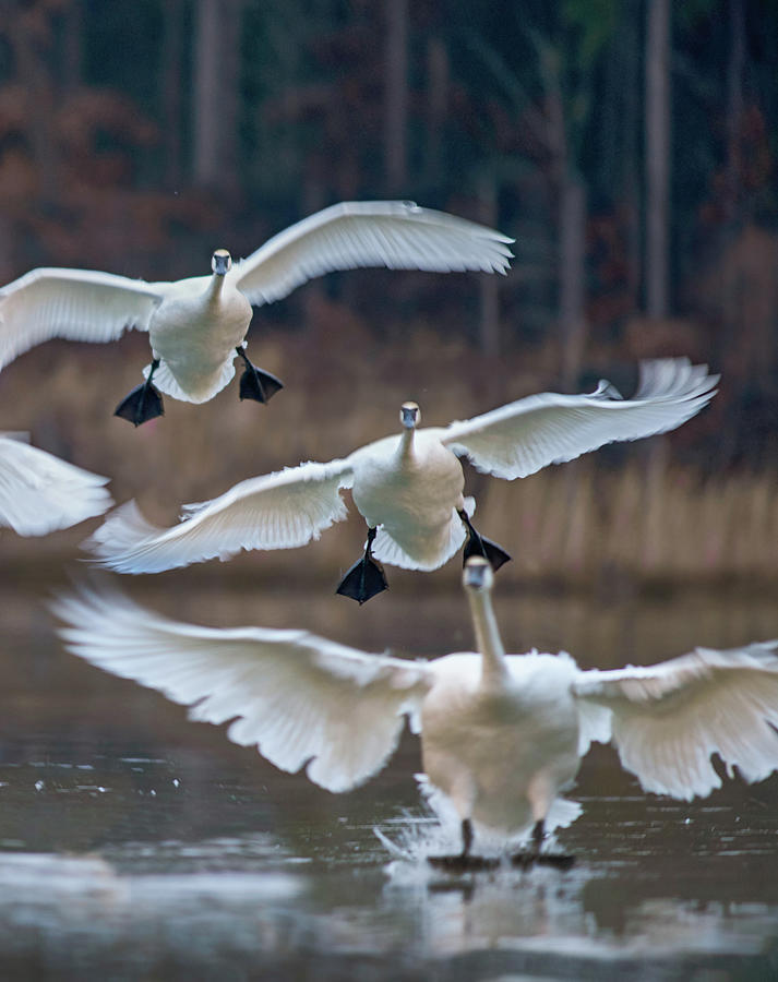 Swan Photograph - Trumpeter Swans Landing on Magness Lake, Arkansas II by Tim Fitzharris