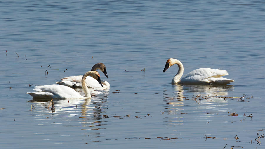 Trumpeter Swans - Loess Bluffs Photograph by Susan Rissi Tregoning