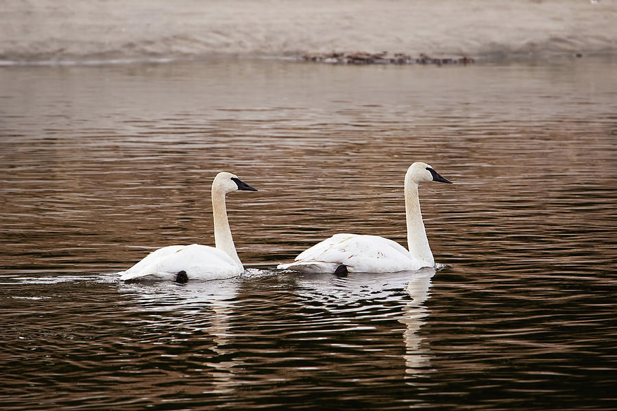 Trumpeter Swans - Mates for Life Photograph by Peggy Collins