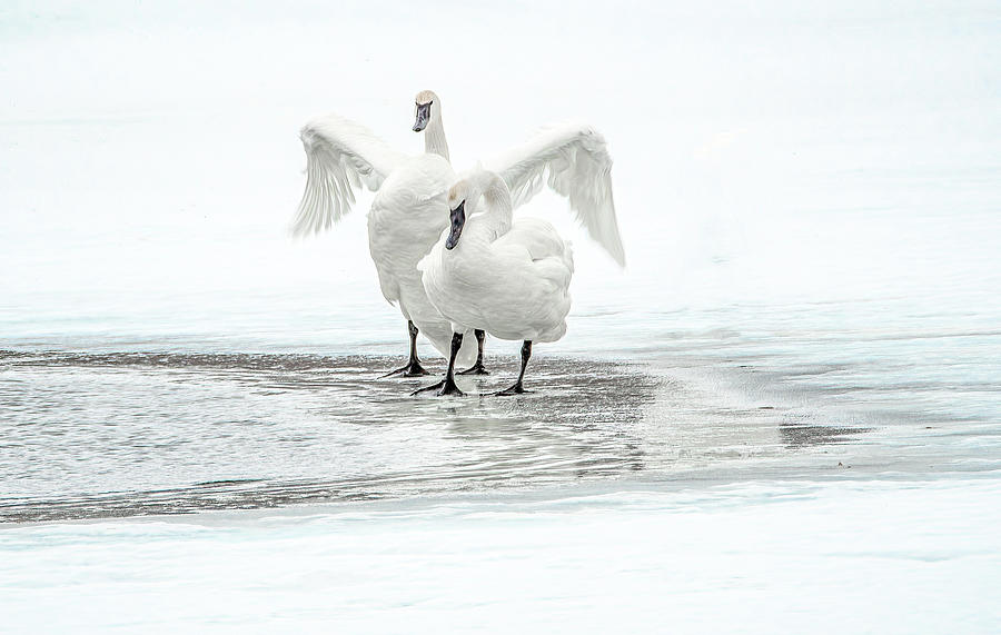 Trumpeter Swans, Natural Elegance and Grace Photograph by Marcy Wielfaert