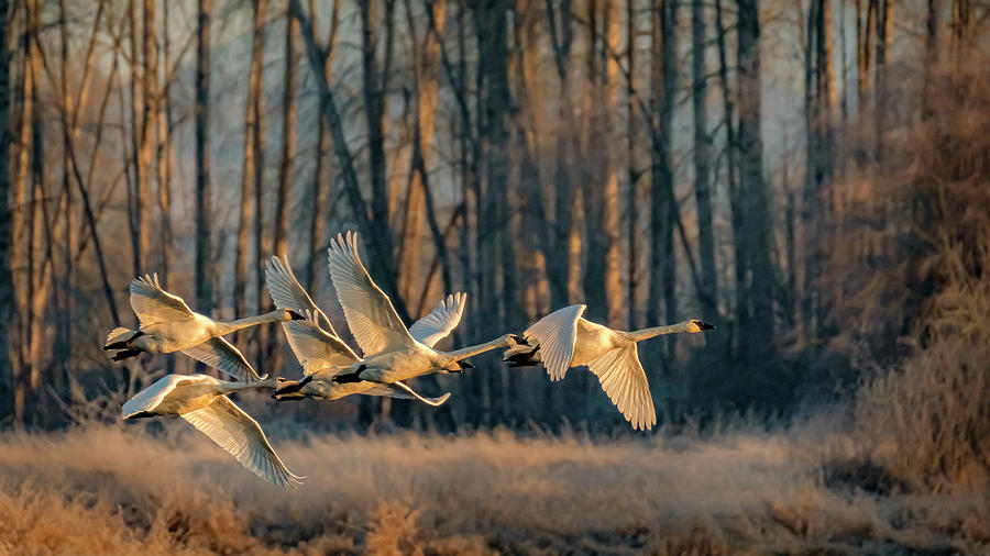 Trumpeter Swans Off To Breakfast Photograph by Bill Ray