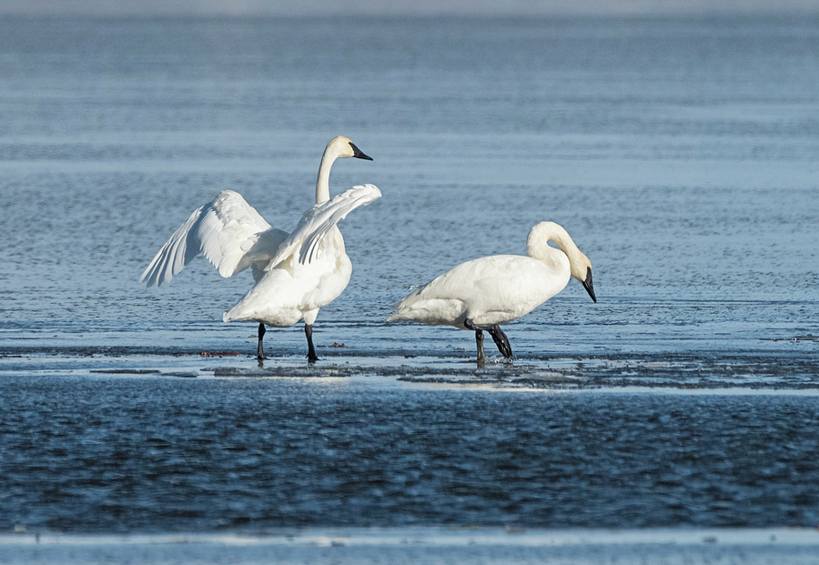 Trumpeter Swans on the Ice Photograph by Loree Johnson