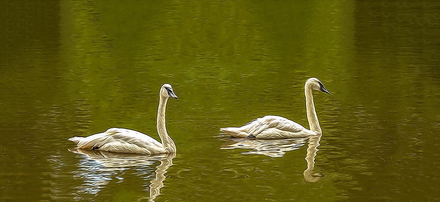 Trumpeter Swans OP Photograph by Jim Dollar