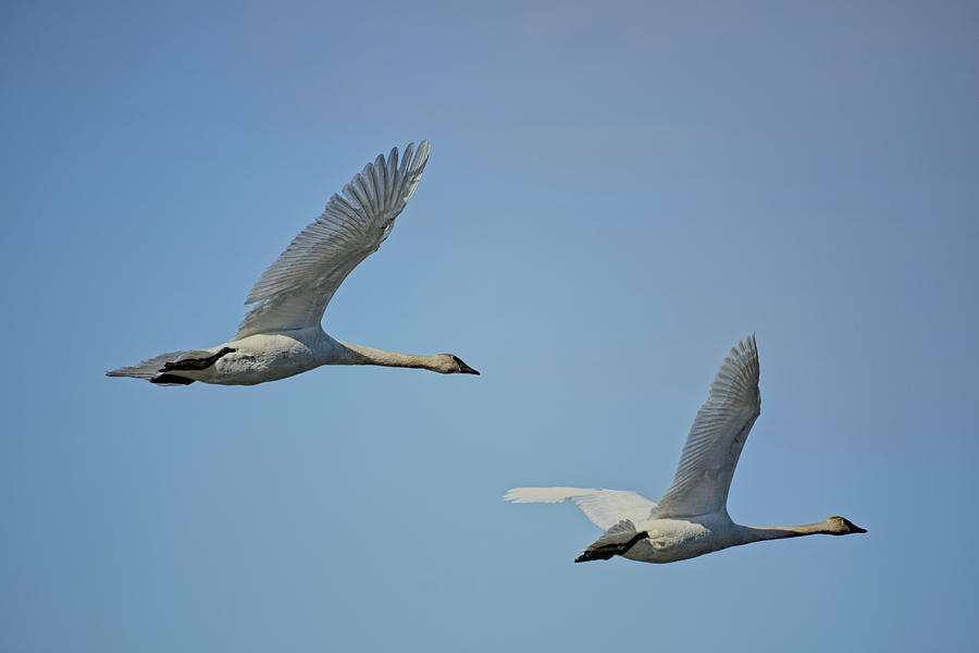 Trumpeter Swans Overhead Photograph by Dale Kauzlaric