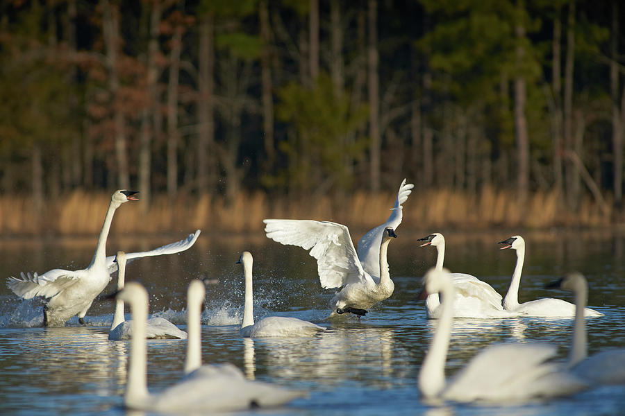 Swan Photograph - Trumpeter Swans Social Behaviour, Magness Lake, Arkansas by Tim Fitzharris