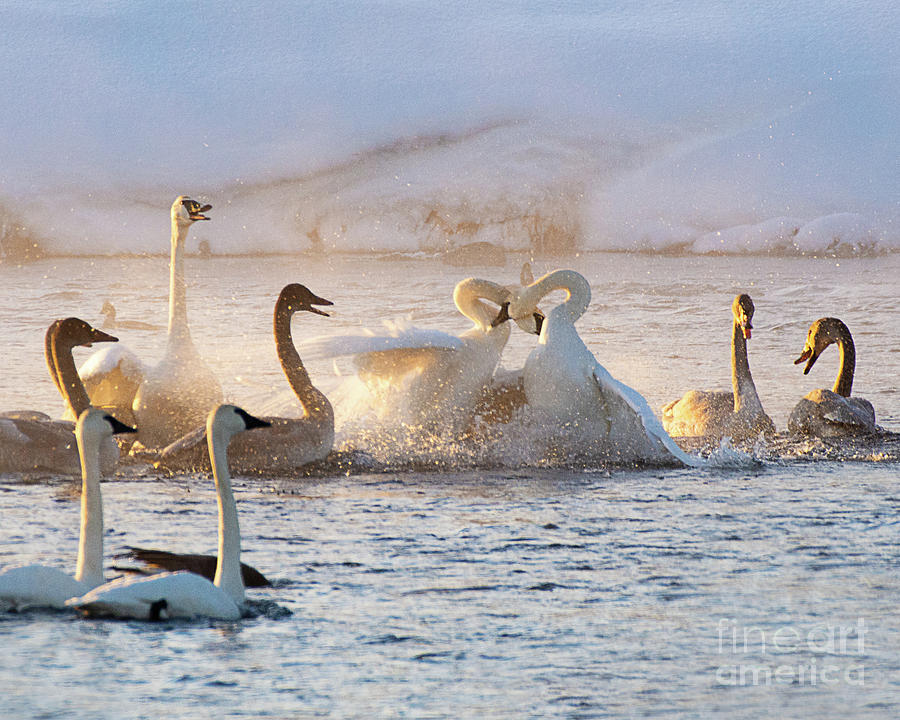 Trumpeter Swans Sparring Photograph by Dennis Hammer