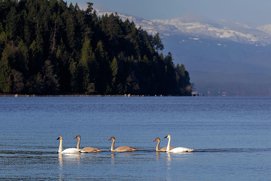 Trumpeter Swans - Vancouver Island Photograph by Peggy Collins