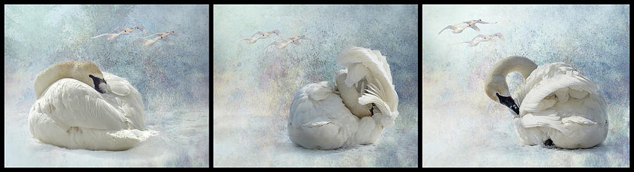 Trumpeter Textures Triptych Photograph by Patti Deters