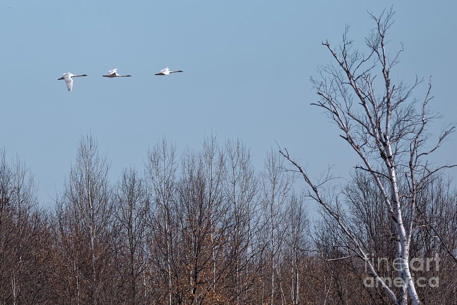 Trumpeters Over the Refuge Photograph by Natural Focal Point Photography