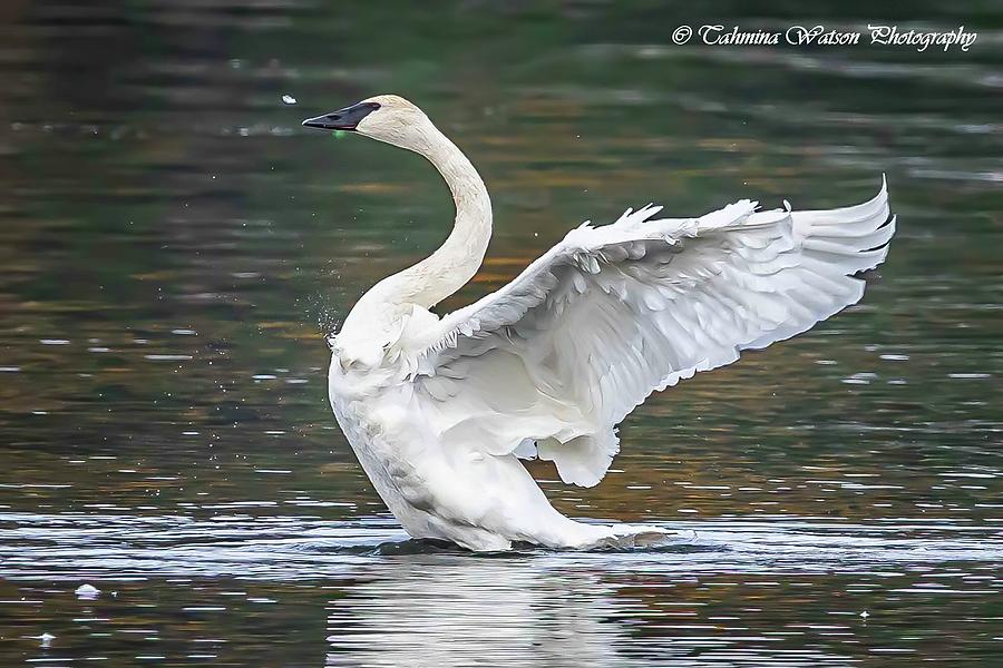 Trumpter Swan Glory Photograph by Tahmina Watson