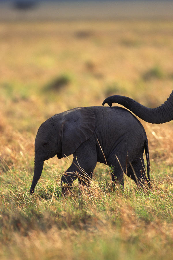 Trunk of elephant touching offspring , Kenya , Africa Photograph by Comstock Images