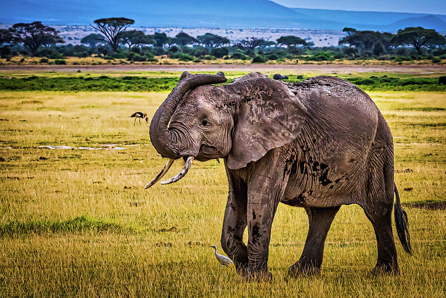 trunk-up-good-luck-amboseli-game-reserve-kenya-africa-photograph